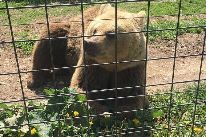 Bear Sanctuary and Bran Castle from Brasov - Who This Tour Is Best For (and Who Should Rethink)