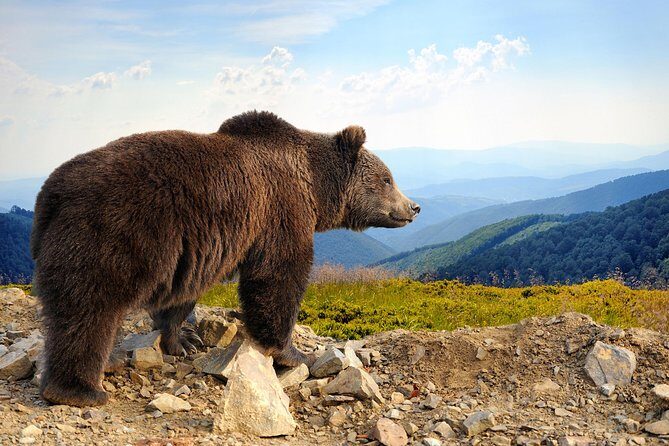 Bear Sanctuary and Bran Castle with a Professional Licensed Guide—Day Trip - The best way to plan your 6.5–7 hour Bran day