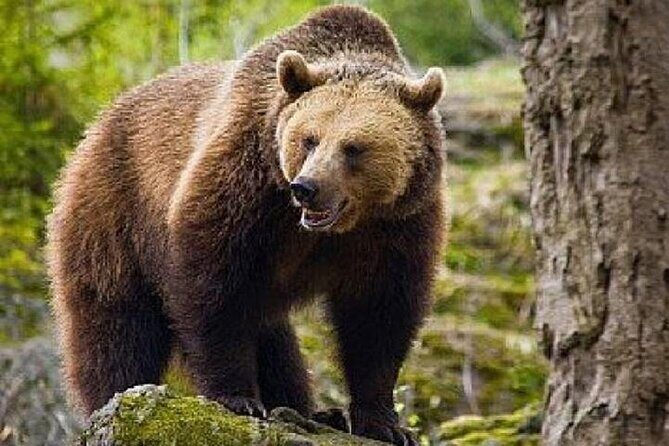 Bear Sanctuary Zarnesti,Bran Castle,Rasnov Fortres w/Hotel pickup - Bran Castle: Gothic stone, border defenses, and the Dracula myth