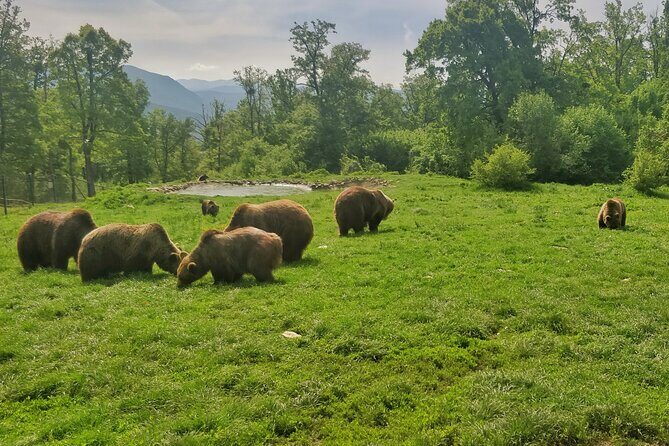 Bears Sanctuary, Dracula Castle and Poiana Brasov-Private day tour from Brasov - Price and value: what you’re really paying for