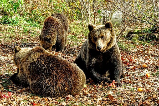 Bears Sanctuary, Dracula's Castle and Brașov City - Private Tour - A Private Day Trip From Bucharest: Bears, Bran Castle, and Brașov