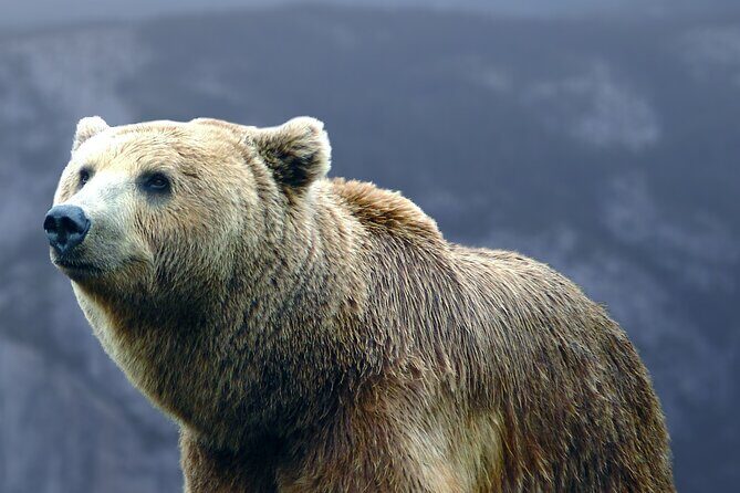 Bears Sanctuary, Dracula's Castle, Brasov Day Trip Private Tour from Bucharest - Price and Logistics: why this private trip costs what it costs