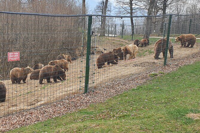Bears Sanctuary, Dracula's Castle, Brasov Day Trip Private Tour from Bucharest - Bran Castle: a Dracula stop that’s better once you understand the real story