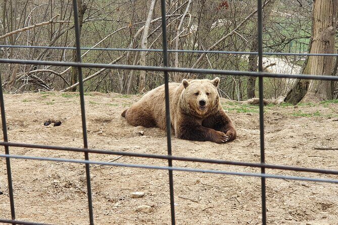 Bears Sanctuary, Dracula's Castle, Brasov Day Trip Private Tour from Bucharest - The value of having a guide/driver the whole way