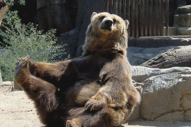 Bears Sanctuary, Dracula's Castle, Brasov Day Trip Private Tour from Bucharest - Morning start from Bucharest: making the drive day feel manageable