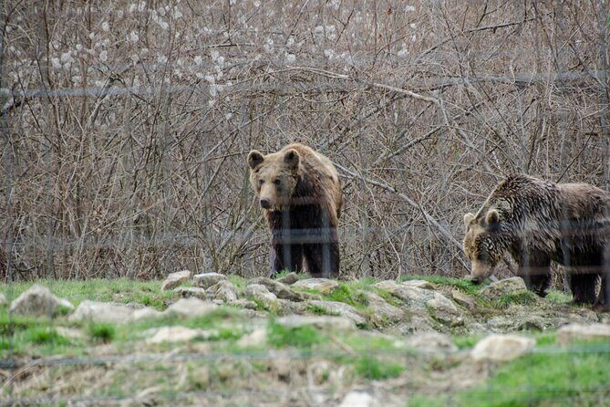 Bran Castle, Bear Sanctuary, and Rasnov Fortress Half Day Tour - Stop 3: Râșnov Citadel (free entry) for panoramic views