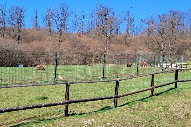 Bran Castle & Bear Sanctuary from Brasov - Optional Peles Castle - Price and Logistics: What $192.25 Covers (and What It Doesn’t)