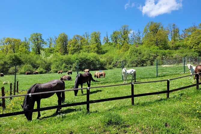 Bran Castle & Bear Sanctuary from Brasov - Optional Peles Castle - Getting There From Brasov: A/C Pickup and a Pretty 45-Minute Start