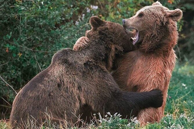 Brasov: Bear Sanctuary, Bran Castle & Rasnov Fortress GUIDED Tour - A small-group day that strings together bears and castles