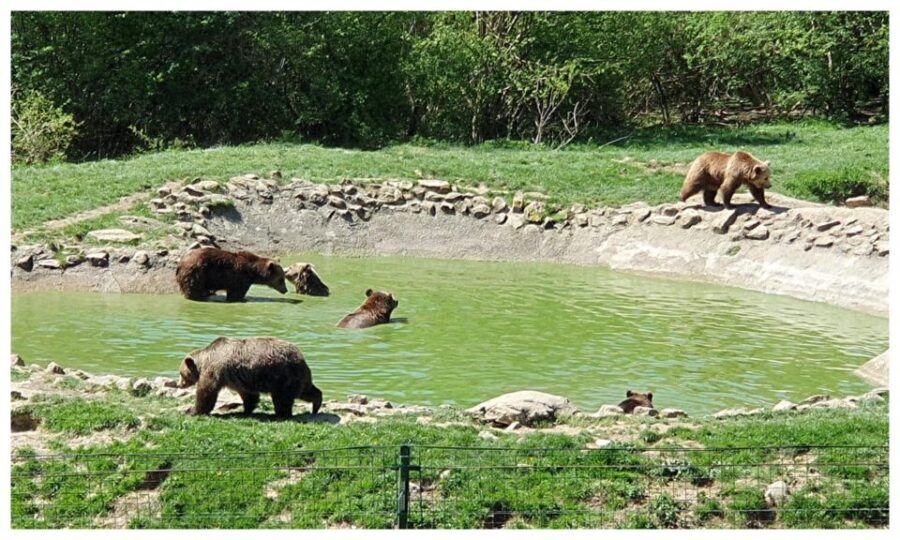 Brasov: Bear Sanctuary, Dracula Castle, and Râşnov Fortress - Visiting bears up close: safety, walking pace, and “adopt a bear” energy