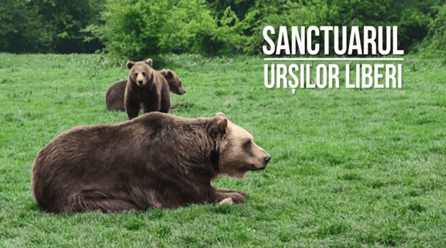 Brasov: Bear Sanctuary, Dracula Castle, and Râşnov Fortress - Bran Castle (Dracula’s Castle): what the history pointers change
