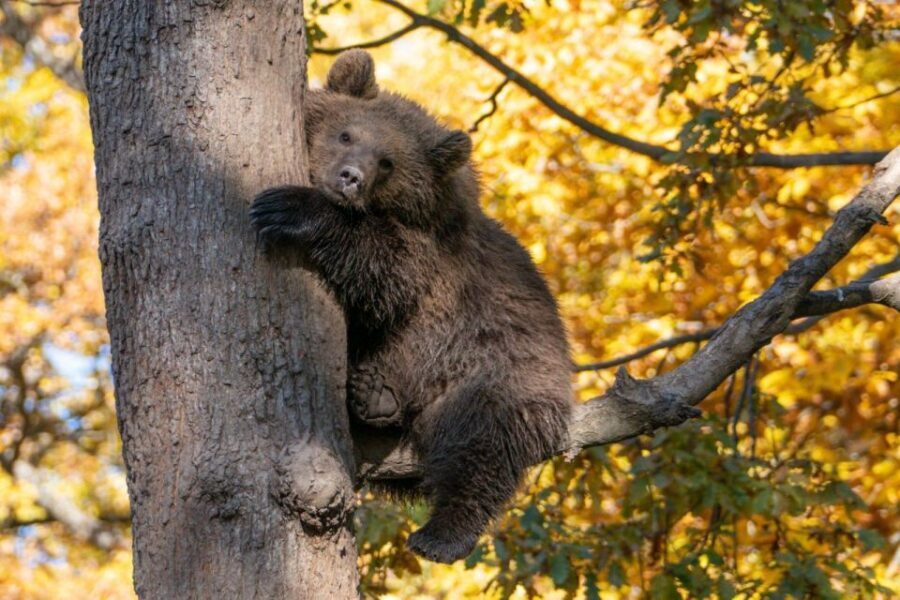 Brasov: Bear Sanctuary, Dracula Castle, and Râşnov Fortress - Who should book this tour (and who might want a different plan)
