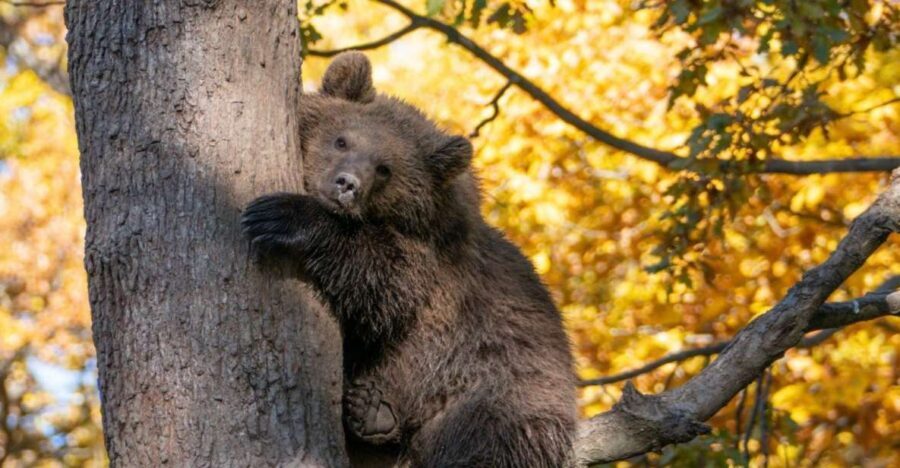 Brasov: Bear Sanctuary, Dracula Castle, and Râşnov Fortress - Libearty Bear Sanctuary Zărnești: the real reason people book