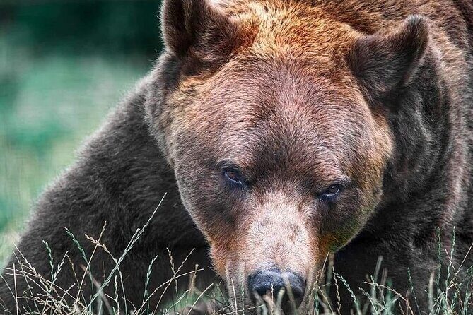 Brasov: Bears Sanctuary, Rasnov Fortress, Bran Castle GUIDED Tour - A tight 8-person Transylvania loop from Brașov