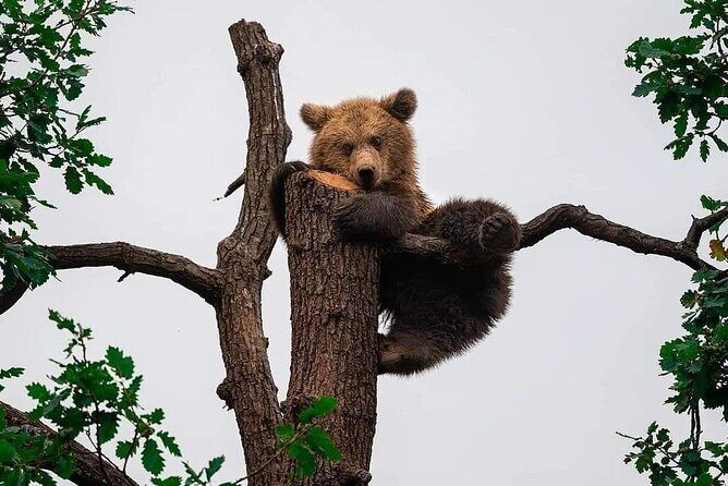 Brasov: Bears Sanctuary, Rasnov Fortress, Bran Castle GUIDED Tour - Liberty Bear Sanctuary Zărnești: forest rescue in 69 hectares