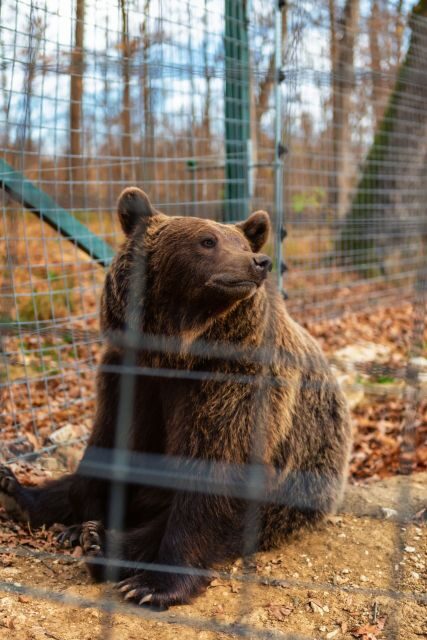 Bucharest: Bran Castle and Bear Sanctuary Small-Group Tour - Who This Tour Fits Best (and Who Should Skip)