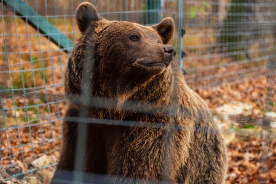 Bucharest: Bran Castle and Bear Sanctuary Small-Group Tour - The Drive Is Part of the Tour, Not Just Transit