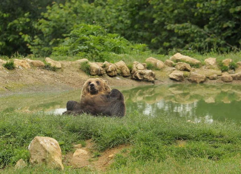 Bucharest: Day Trip to Bear Sanctuary, Bran Castle & Brasov - A 12-hour ride from Bucharest to Zărnești, Bran, and Brașov