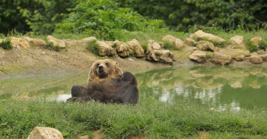 Bucharest: Day Trip to Bear Sanctuary, Bran Castle & Brasov - Price and value: is $136 actually fair?