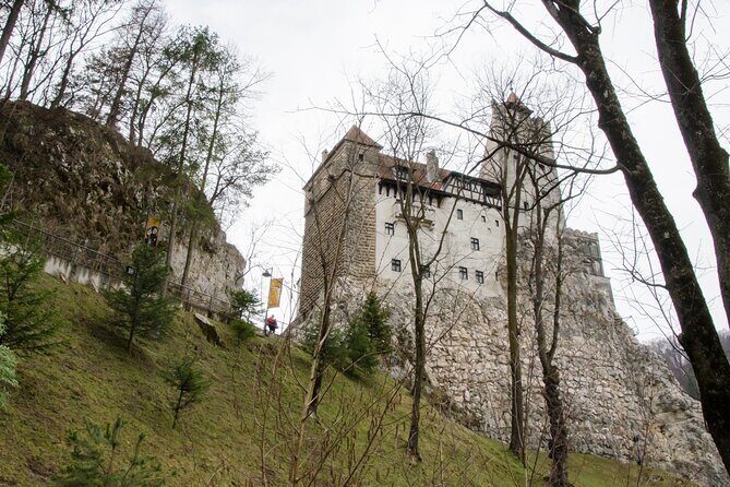 Day Trip Bear Sanctuary, Bran Castle, Rasnov Fortress from Brasov - LiBEARty Bear Sanctuary in Zărnești: Seeing Rescued Browns Up Close