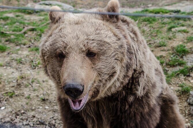 Day Trip Bear Sanctuary, Bran Castle, Rasnov Fortress from Brasov - Price and Value: Is $71 a Good Deal for This Day Trip?