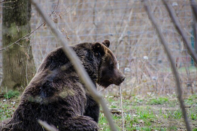Day Trip Bear Sanctuary, Bran Castle, Rasnov Fortress from Brasov - What to Expect on the Day: Pace, Comfort, and Timing