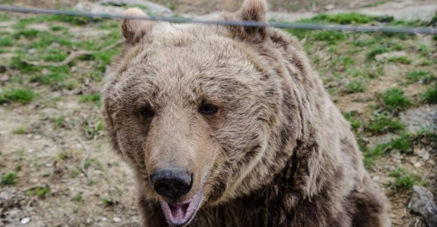 Day trip Bran Castle, Rasnov Fortress and Bear Sanctuary - Libearty Bear Sanctuary Zărnești: More Than 100 Bears, Up Close and Safe