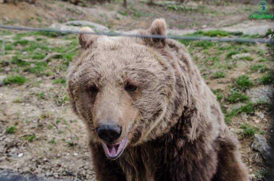 Day trip Bran Castle, Rasnov Fortress and Bear Sanctuary - Rasnov Fortress: The Mountain-Top Fort and a 147-Meter Well Legend