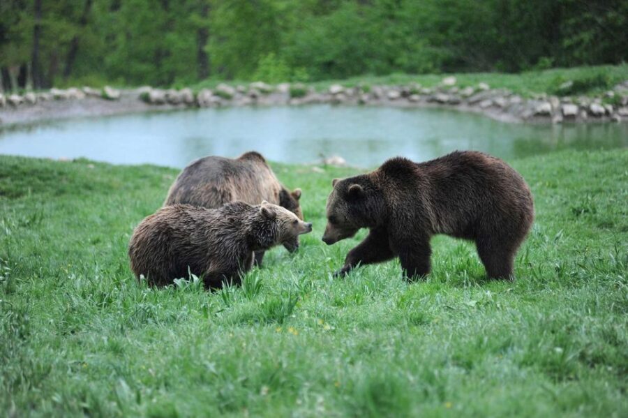 From Bucharest: Libearty Bear Sanctuary and Dracula's Castle - Bran Castle After the Dracula Hype: History, Towers, and That Threshold Feeling
