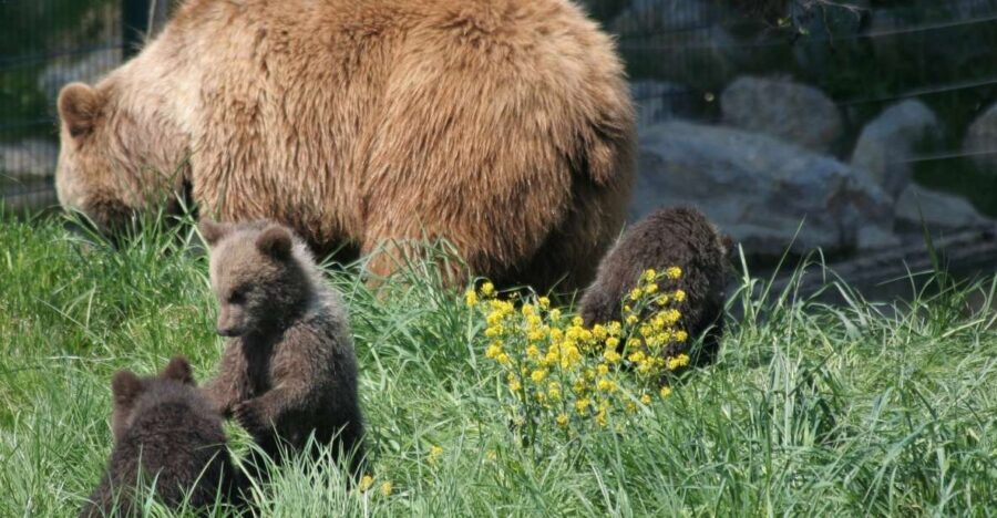 From Bucharest: Libearty Bear Sanctuary and Dracula's Castle - Who This Tour Fits Best (and Who Should Skip It)