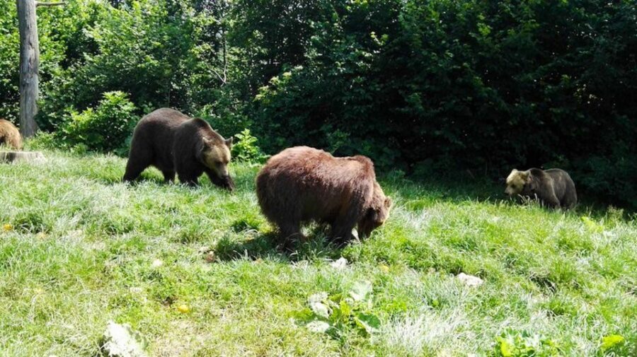 From Bucharest: Libearty Bear Sanctuary and Dracula's Castle - Libearty Bear Sanctuary in 69 Hectares: Ethical Bear Watching in Practice