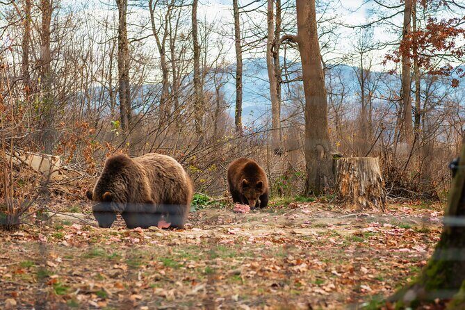 Legends&Wildlife Awaits: Dracula's Castle & Bear Sanctuary - Comfort on the Road: Private Transport, WiFi, and Live Commentary