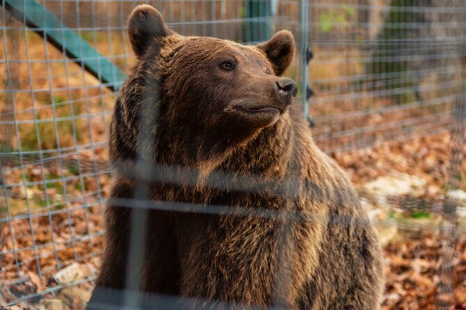 Legends&Wildlife Awaits: Dracula's Castle & Bear Sanctuary - What to Bring for a 7–8 Hour Day