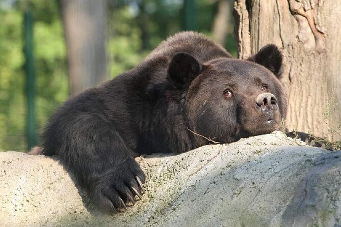One day trip Bear Sanctuary Dracula Castel and Rasnov Fortress from Brasov - Bran Castle (Dracula’s Castle): managing time at the top attraction
