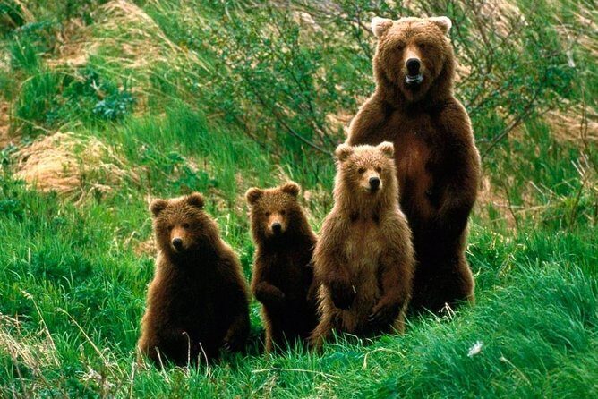 One day trip Bear Sanctuary Dracula Castel and Rasnov Fortress from Brasov - Who this tour suits best (and who should skip it)
