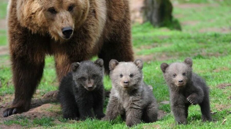 One day trip Bear Sanctuary, Dracula Castle - Bear Sanctuary Zărnești Is the Main Event
