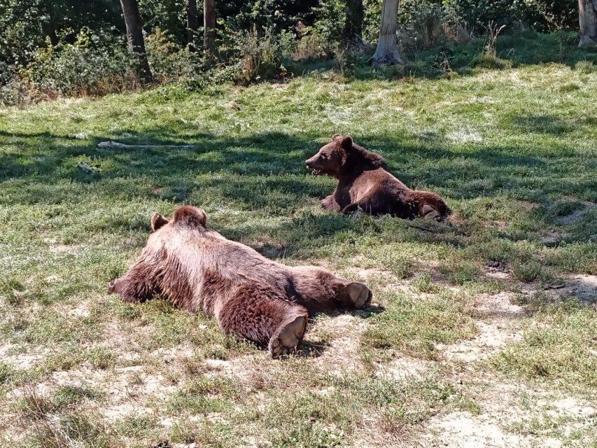 One day trip Bear Sanctuary, Dracula Castle - The 7-Hour Day: How the Timing Really Works