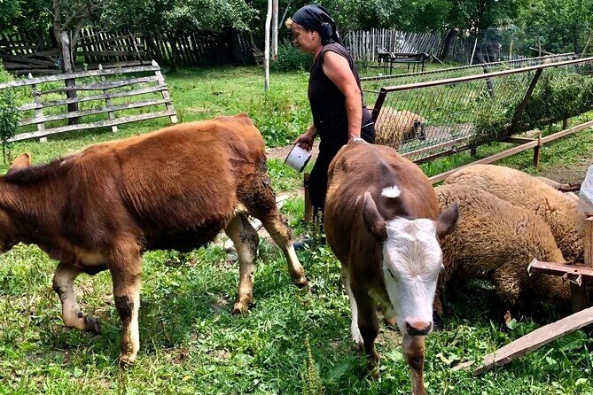 Original Carpathian Village Experience and Sinaia in one day tour - Morning Starts in Bucharest: Pickup, Timing, and a Small Group Advantage