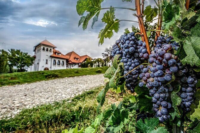 Private Tour to Salt Mine, Lunch at Winery and Dracula Grave - Casa Seciu in Chitorani: Lunch With Winery Views (and Room to Taste)