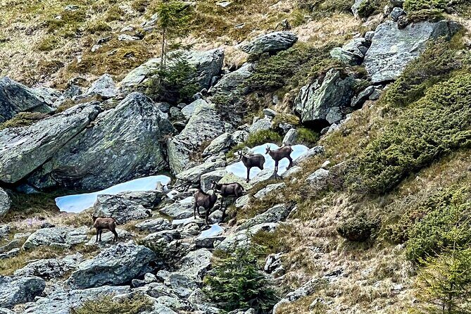 Transfagarasan Highway and Bran Castle Day Trip From Brasov - Balea Lake (around 2034 meters): the hike, the terrace, the payoff