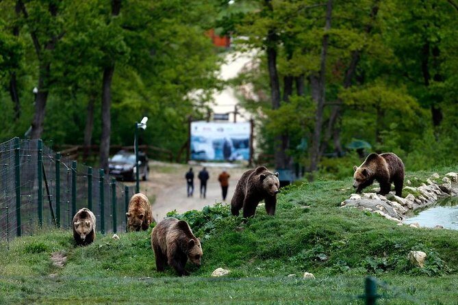 Transylvania with Dracula Castle, Bear Sanctuary and Brasov - Why This Bucharest-to-Transylvania Day Trip Works