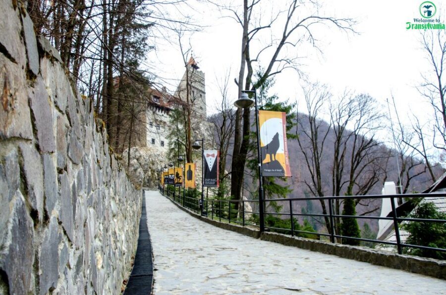 Visit Bear Sanctuary and Bran Castle from Brasov - Who Should Book This Bears + Bran Combo (and Who Should Skip It)