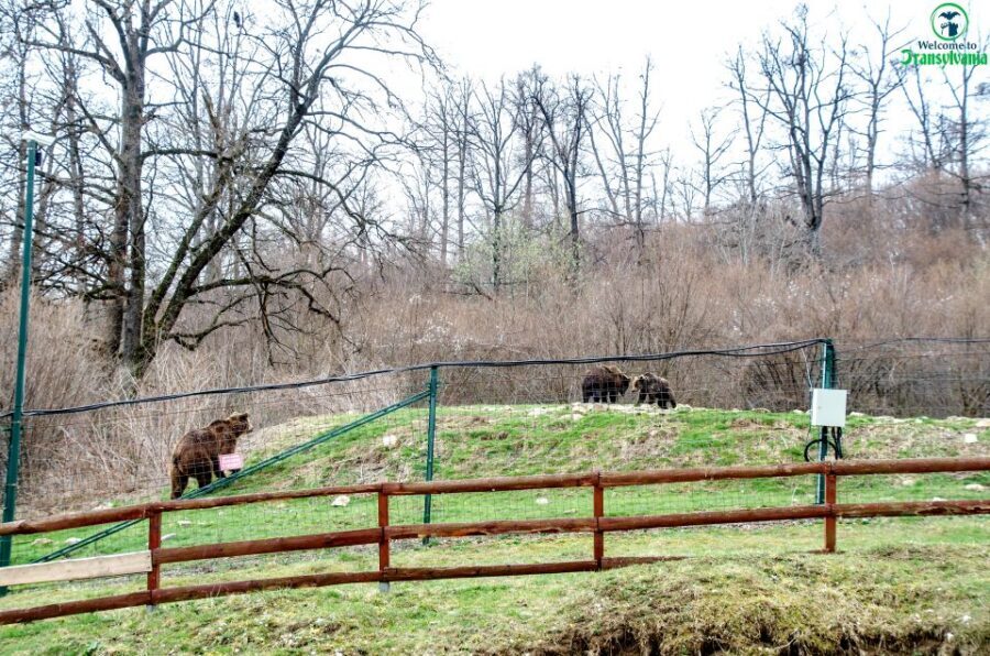 Visit Bear Sanctuary and Bran Castle from Brasov - Should You Book This Tour?
