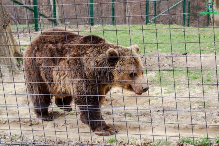 Visit Bear Sanctuary and Bran Castle from Brasov - FAQ