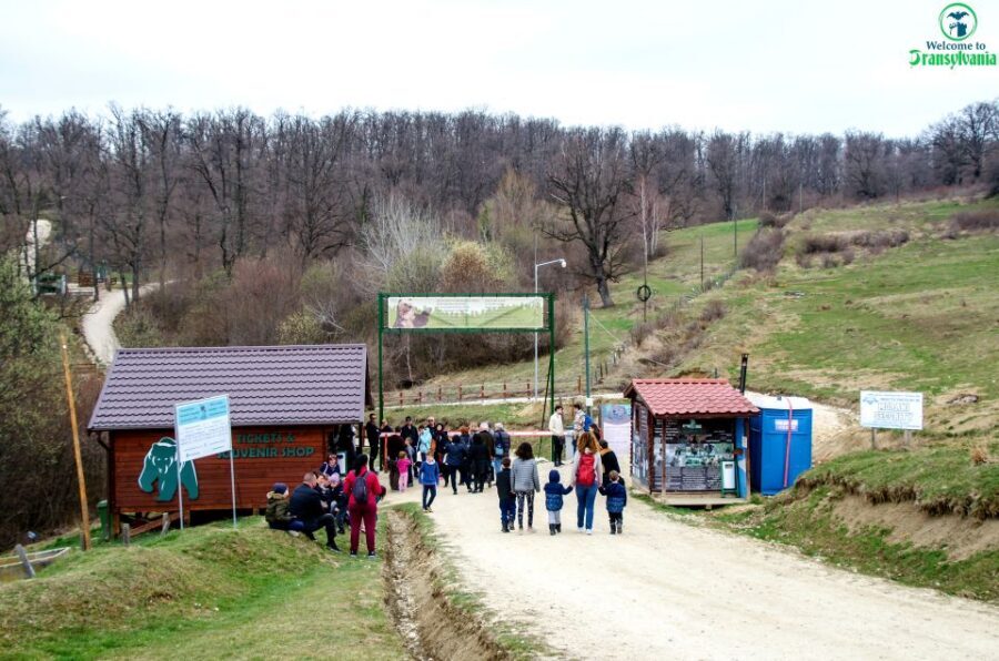 Visit Bear Sanctuary and Bran Castle from Brasov - LiBEARty Bear Sanctuary: More Than a Photo Stop